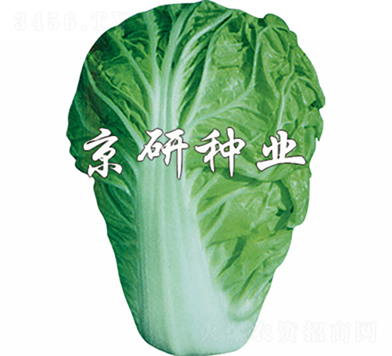 京夏1號(hào)-白菜種子-京研種業(yè)