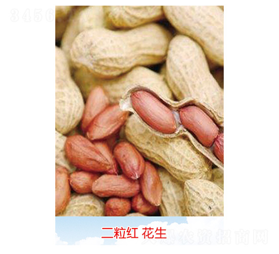 二粒紅花生-花生種子-豐華種業(yè)