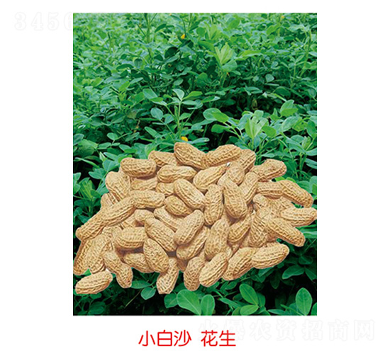 小白沙花生-花生種子-豐華種業(yè)