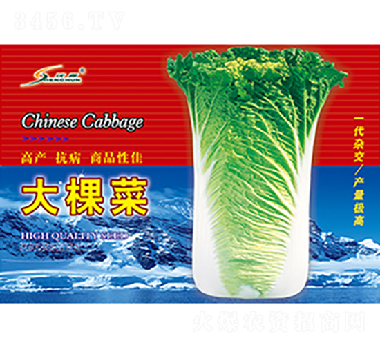 大棵菜-白菜種子-豐華種業(yè)