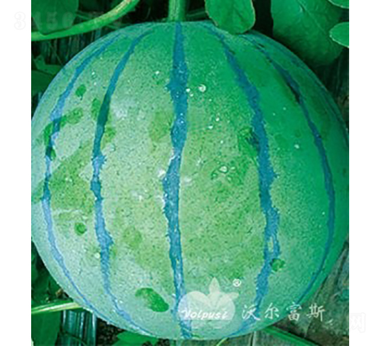 萬寶F1（高產(chǎn)花皮京欣類型西瓜品種）-西瓜種子-沃爾富斯