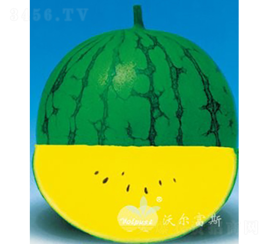 黃金寶F1（暢銷(xiāo)黃肉禮品西瓜）-西瓜種子-沃爾富斯
