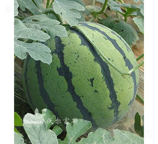 欣帥F1（高產(chǎn)花皮大西瓜）-西瓜種子-沃爾富斯