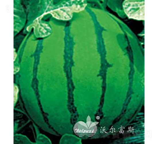 世紀(jì)先鋒F1（京欣類高產(chǎn)早熟花皮西瓜）-西瓜種子-沃爾富斯