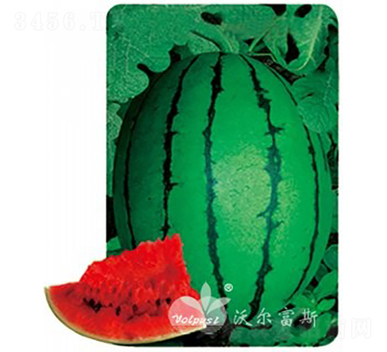 早春秀玉F1（大果早春紅玉類禮品西瓜）-西瓜種子-沃爾富斯