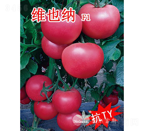 維也納F1（抗TY、高產(chǎn)、高硬度粉果大番茄）-番茄種子-沃爾富斯