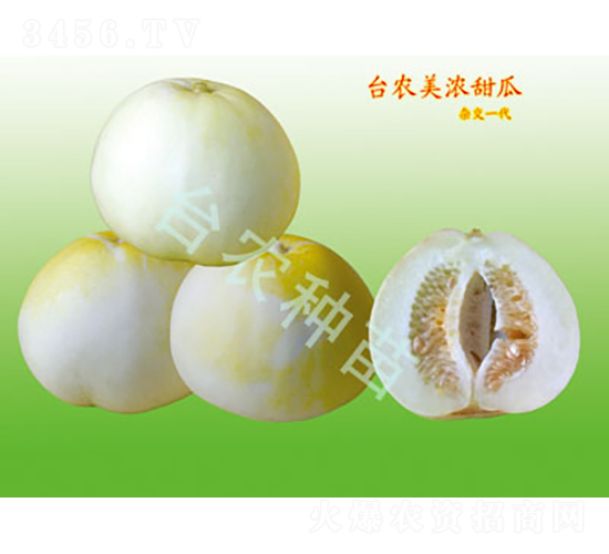美濃甜瓜-甜瓜種子-臺農(nóng)種苗