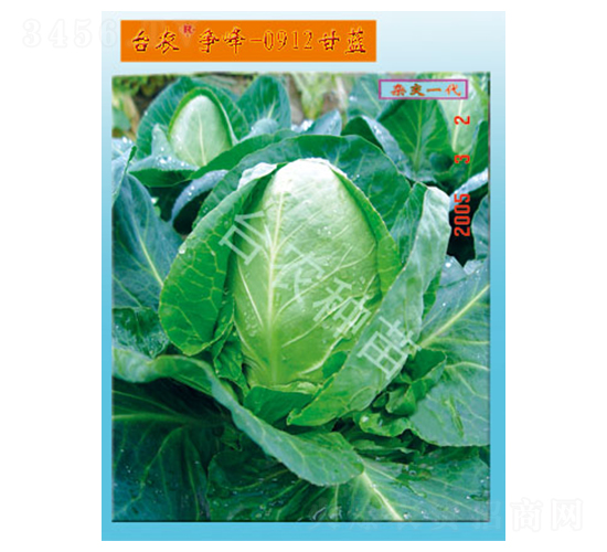 臺(tái)農(nóng)爭峰0912甘藍(lán)-甘藍(lán)種子-臺(tái)農(nóng)種苗