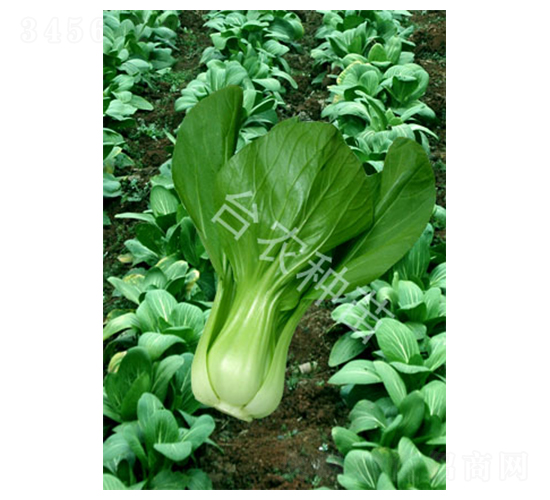 清江白菜-白菜種子-臺農種苗