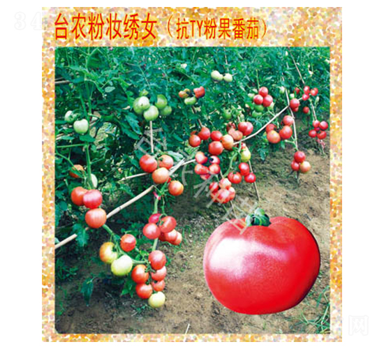 粉妝繡女番茄-番茄種子-臺農種苗