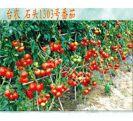 石頭1303番茄-番茄種子-臺(tái)農(nóng)種苗