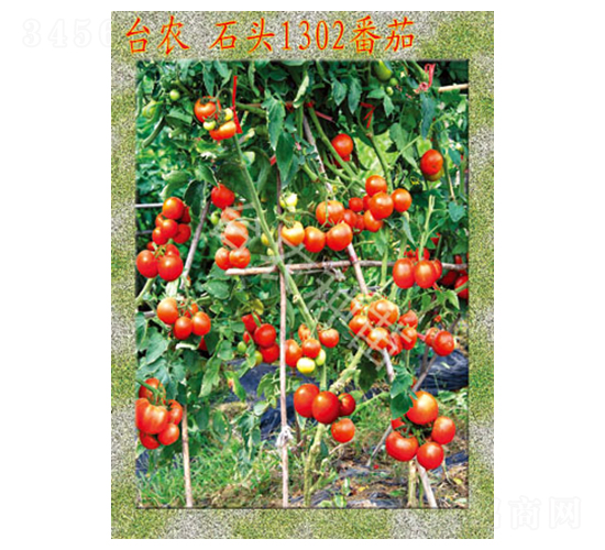 臺農(nóng)石頭1302番茄-番茄種子-臺農(nóng)種苗