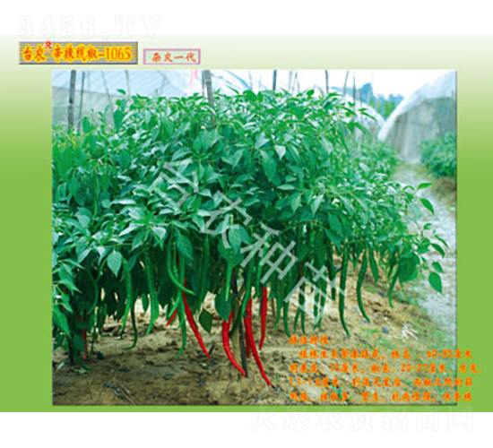 線椒-1065-辣椒種子-臺(tái)農(nóng)種苗
