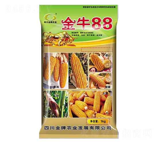 玉米種子-金牛88-金牌種業(yè)
