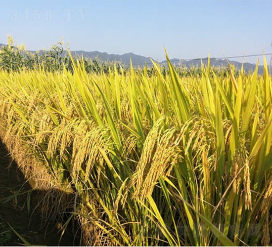 廣良絲苗3號-水稻種子-廣良