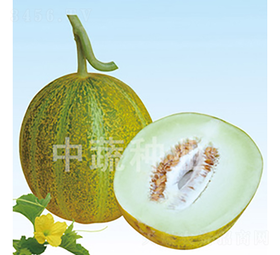 IVF192-甜瓜種子-中蔬種業(yè)