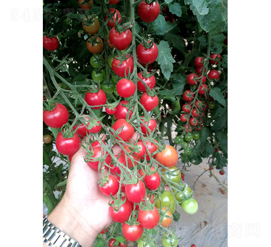 凱麗（2004）番茄種子-華昂農(nóng)業(yè)