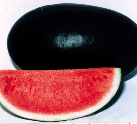 黑將軍-西瓜種子-華美種苗