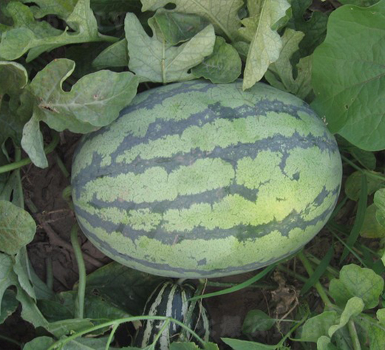 華抗12號(hào)-西瓜種子-華美種苗