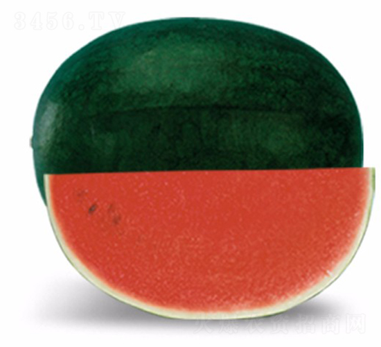 墨紅-西瓜種子-華美種苗