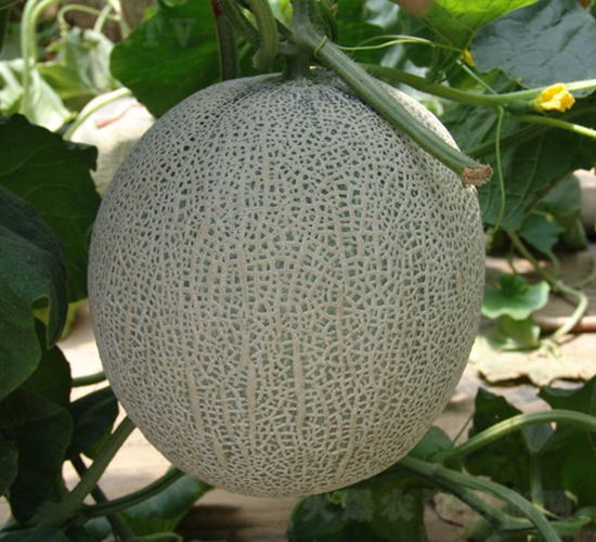 東方商人-甜瓜種子-華美種苗