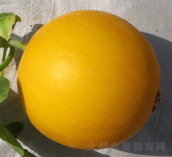 金蜜蜜-甜瓜種子-華美種苗