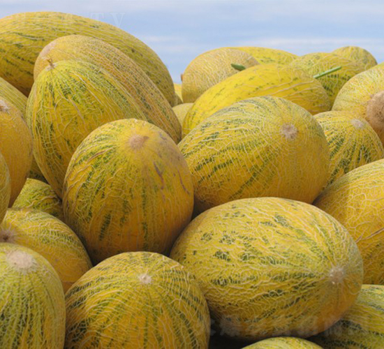 古麗-甜瓜種子-華美種苗