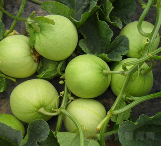 綠寶-甜瓜種子-華美種苗