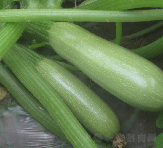 冬王-西葫蘆種子-華美種苗