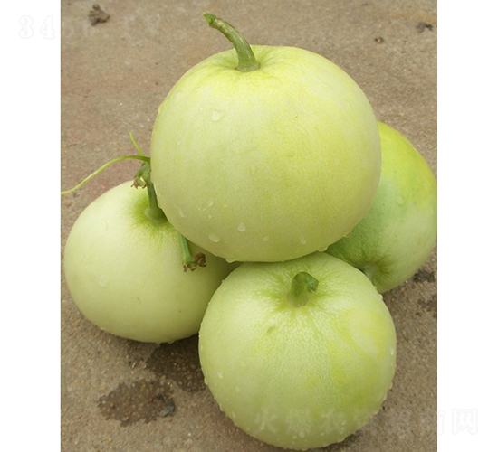 蘋(píng)翠甜瓜-甜瓜種子-廣良