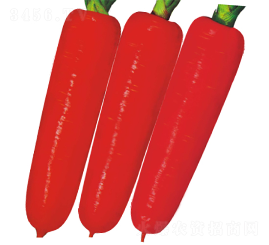 F1彩麗1號(hào)胡蘿卜-胡蘿卜種子-廣良