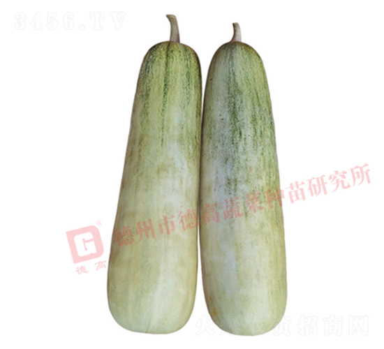 德高S60-甜瓜種子-德高種業(yè)