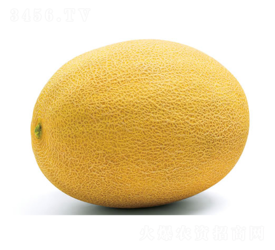 傳奇-甜瓜種子-慶發(fā)禾盛