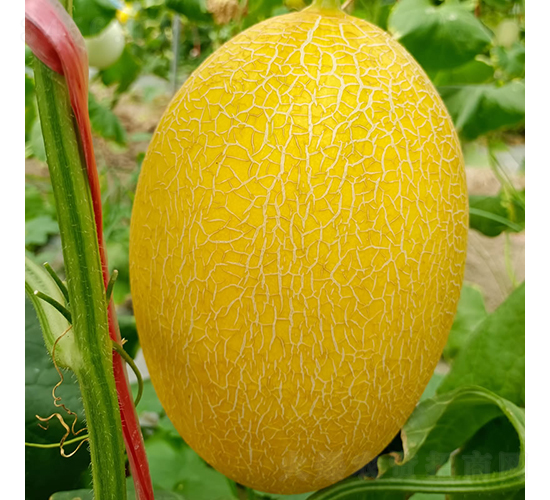 傳神-甜瓜種子-慶發(fā)禾盛