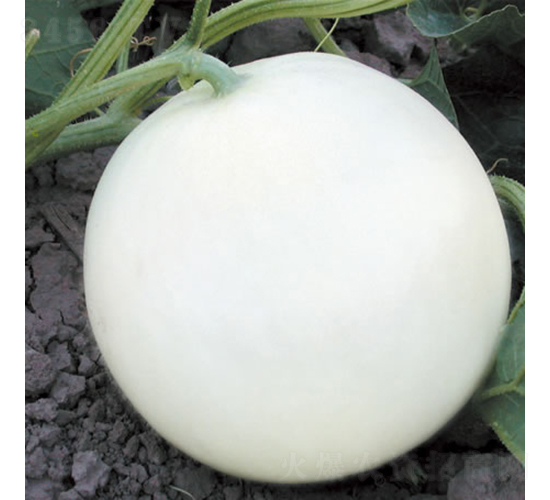 蜜雪-甜瓜種子-慶發(fā)禾盛