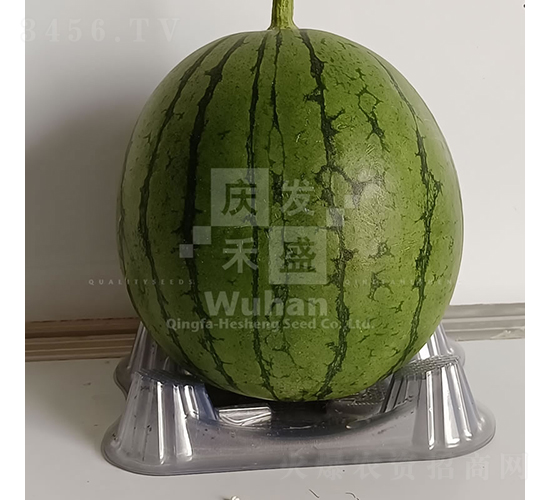 小麗早-西瓜種子-慶發(fā)禾盛