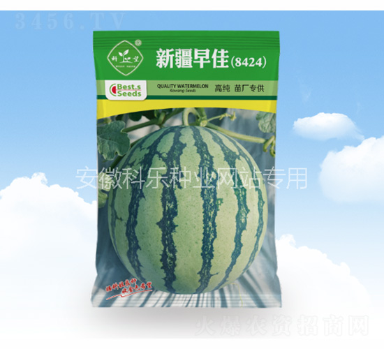 新疆早佳8424-科樂種業(yè)