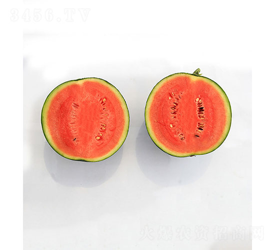 依農精品3號-西瓜種子-依農農業(yè)