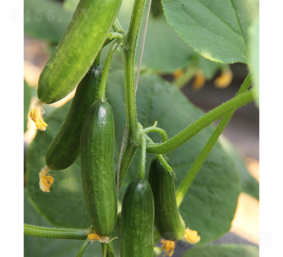 玉女-水果黃瓜種子-依農(nóng)農(nóng)業(yè)