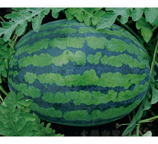 科雷奧k505-西瓜種子-農(nóng)科種子