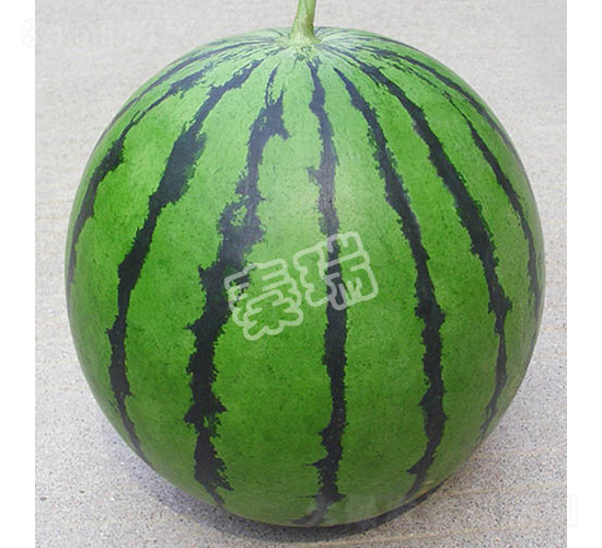 精品京欣-西瓜種子-秦瑞
