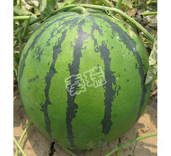 秦瑞八號-西瓜種子-秦瑞