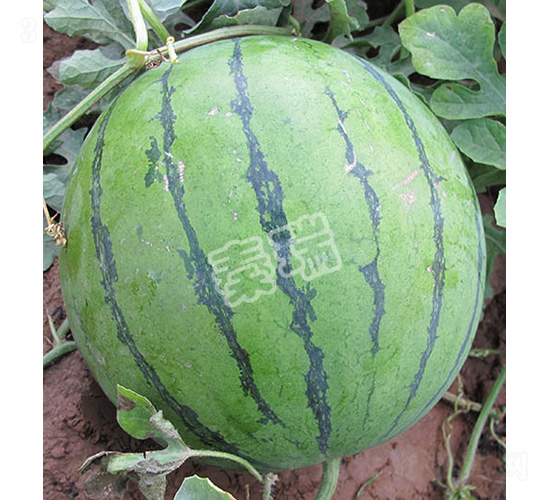 秦瑞新秀-西瓜種子-秦瑞