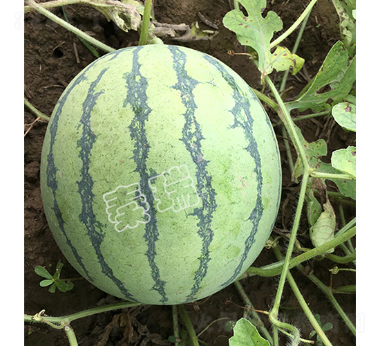 抗裂8424-西瓜種子-秦瑞
