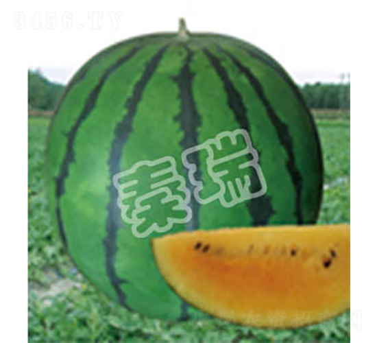 彩虹-西瓜種子-秦瑞