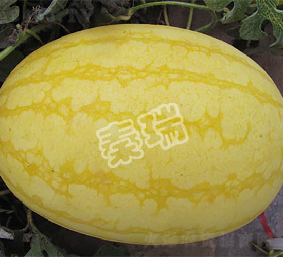 金冠-西瓜種子-秦瑞
