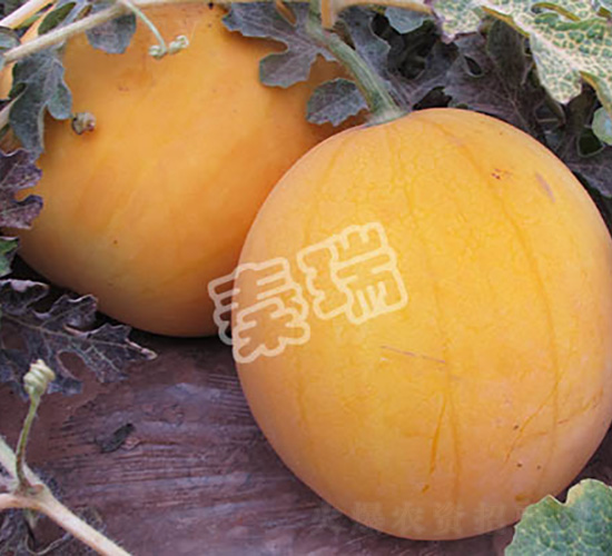 太陽-西瓜種子-秦瑞