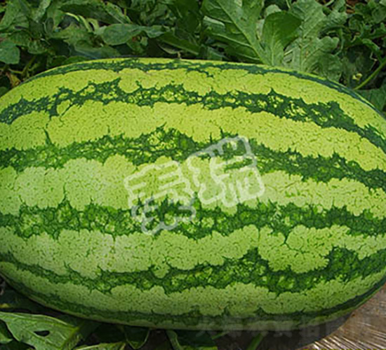 高抗五號-西瓜種子-秦瑞