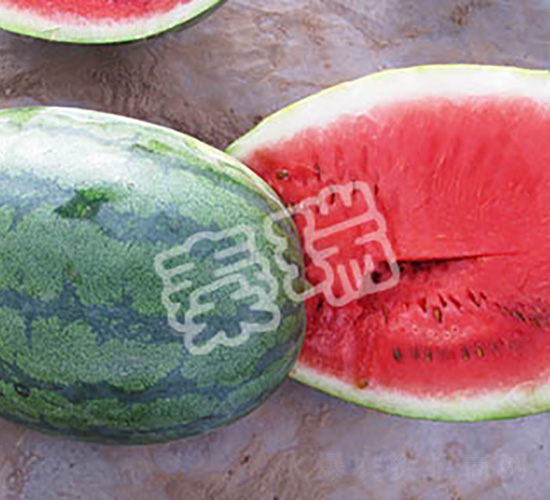 抗病旋風-西瓜種子-秦瑞