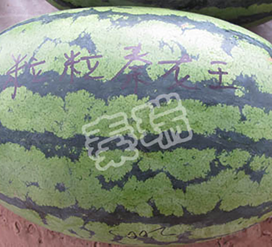 粒粒秦龍王-西瓜種子-秦瑞